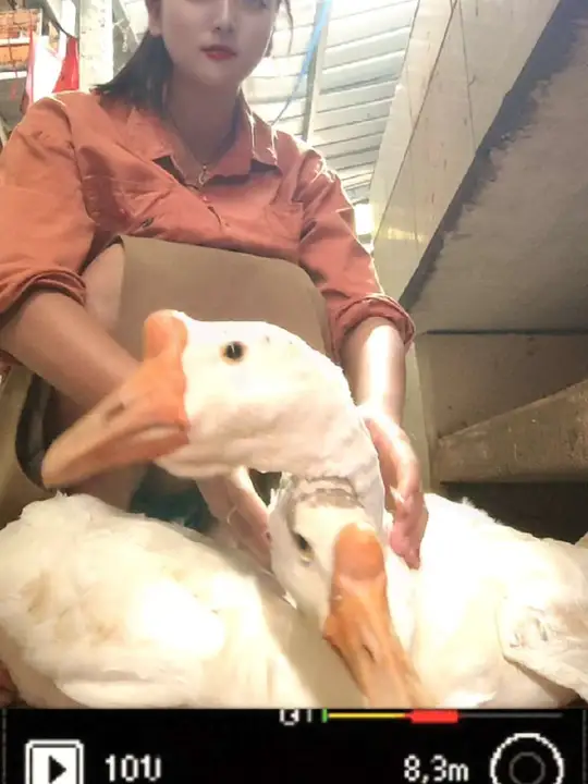 杀鹅有哪些实用技巧,大数据为你揭秘