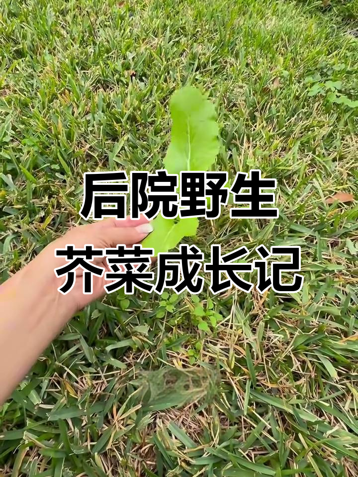 冬季后院野草堆里长出芥菜,生命力惊人