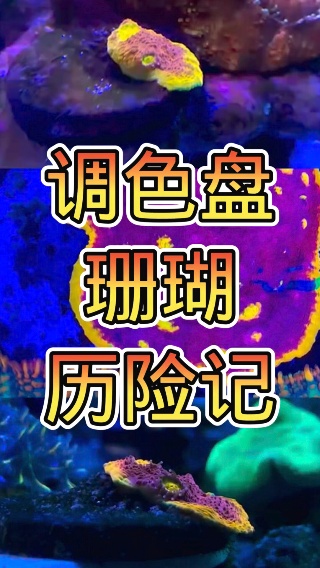 调色盘珊瑚