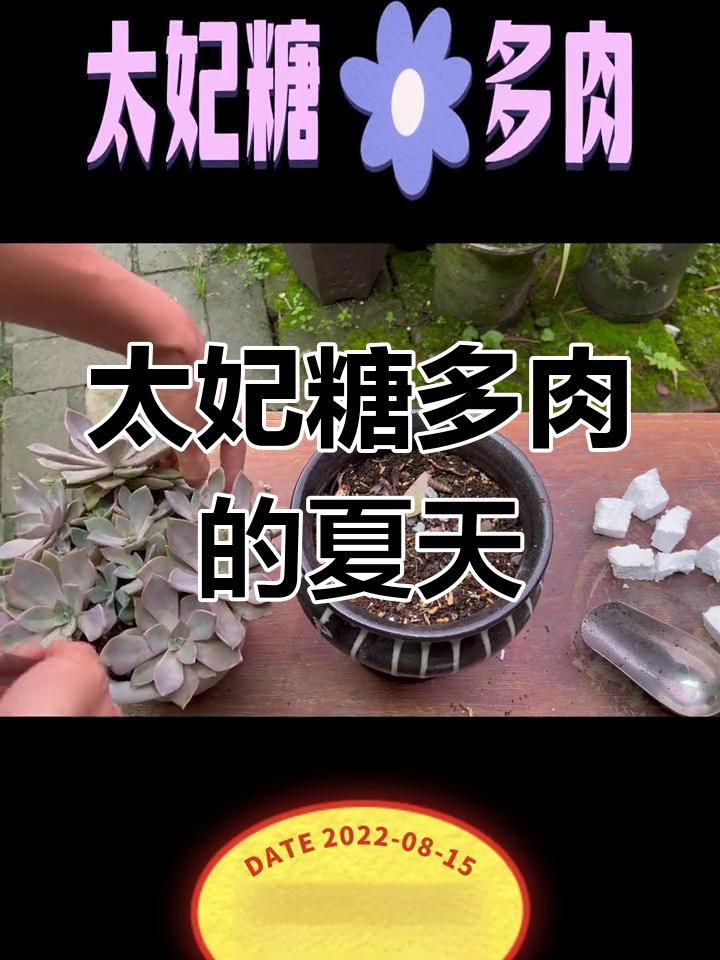 夏季必备,太妃糖多肉,阳光下的美丽身影