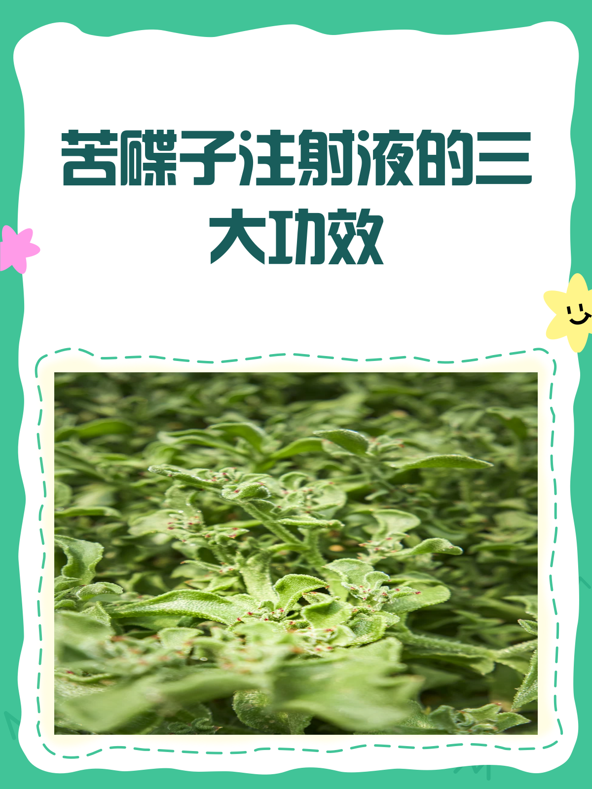 苦碟子注射液,你知道它的神奇功效吗?