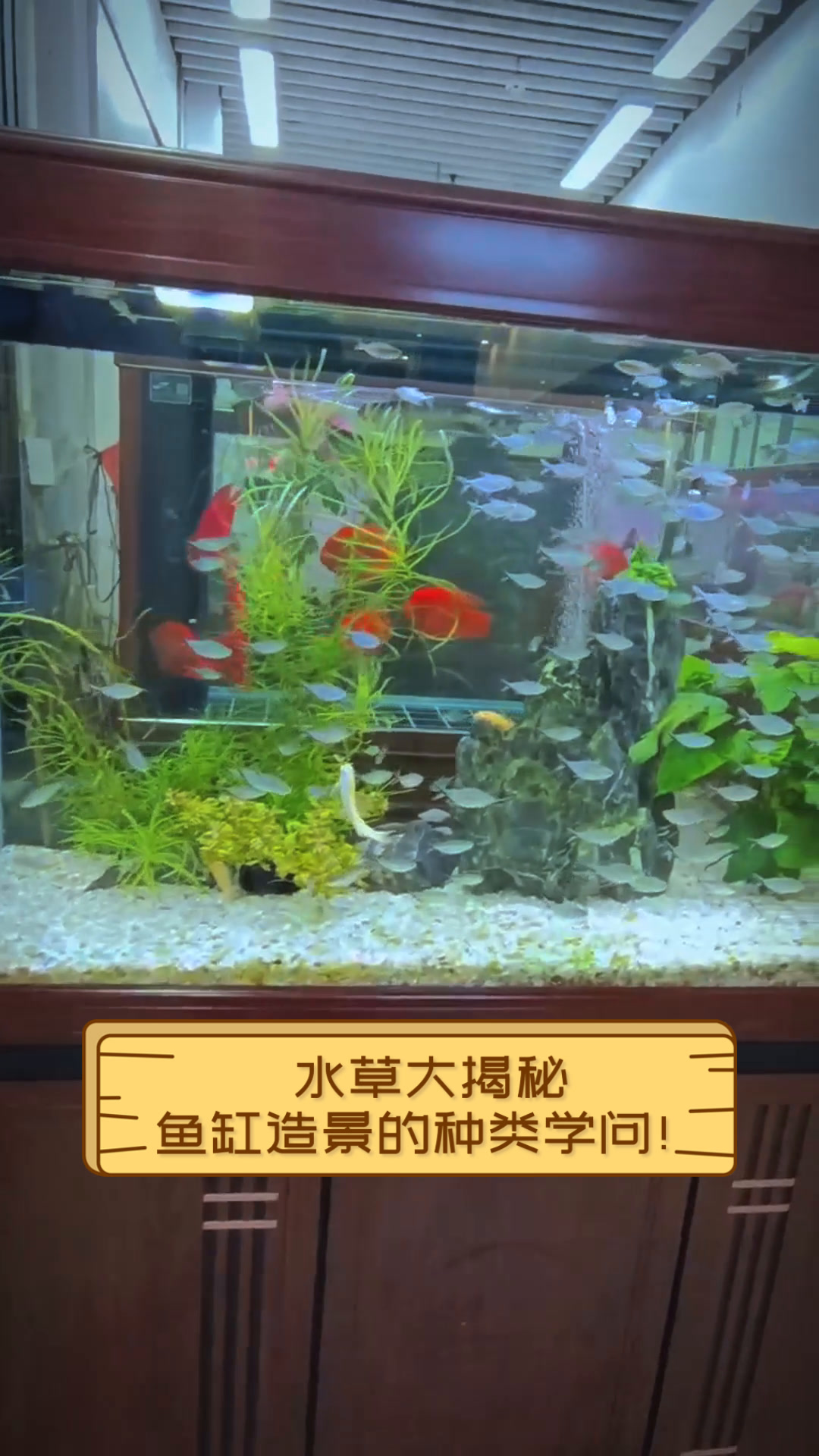 水草大揭秘,鱼缸造景的种类学问!