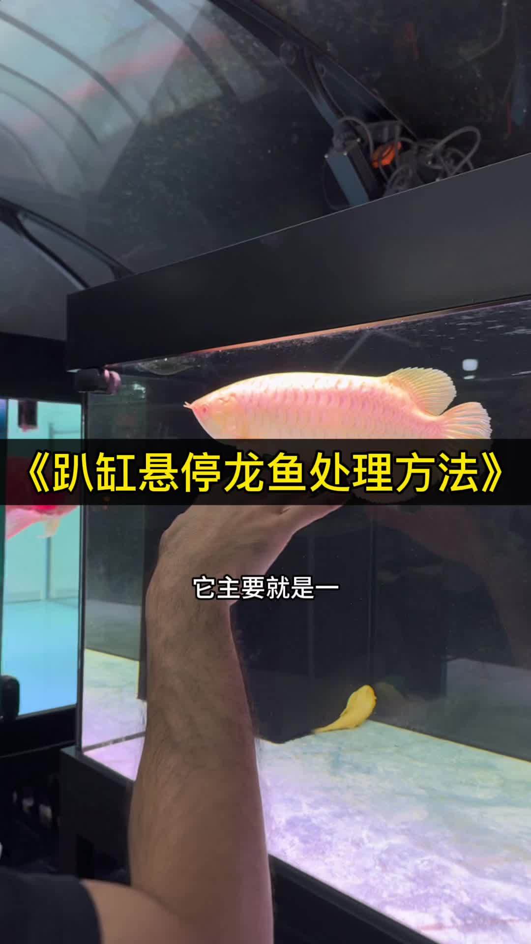 龙鱼趴缸悬停的主要原因在于肠道之间的健康问题 观赏鱼 热带鱼 红龙 养鱼日记 龙鱼高端龙鱼