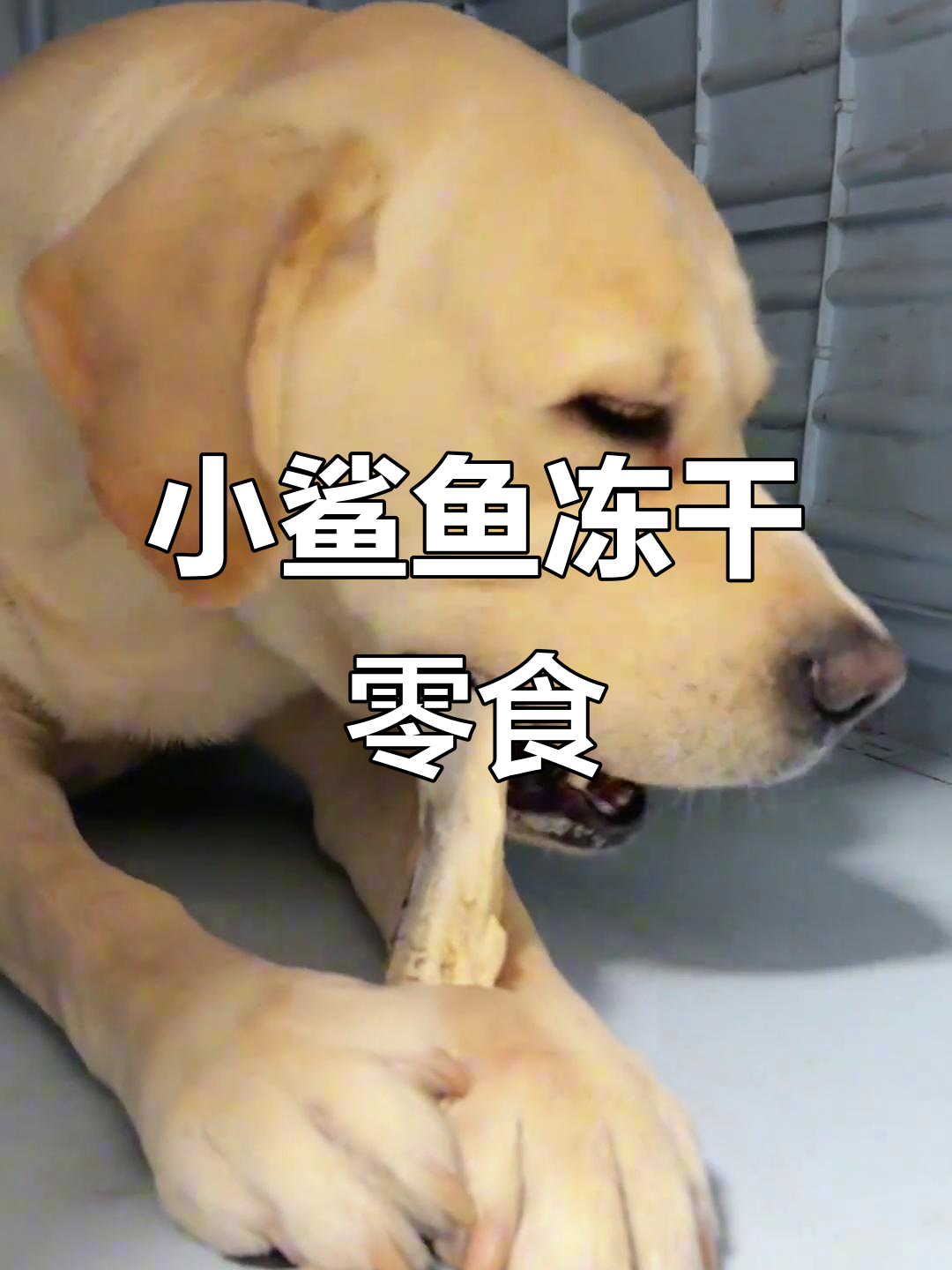 冻干小鲨鱼:磨牙洁齿,补充软骨素,狗狗健康又快乐