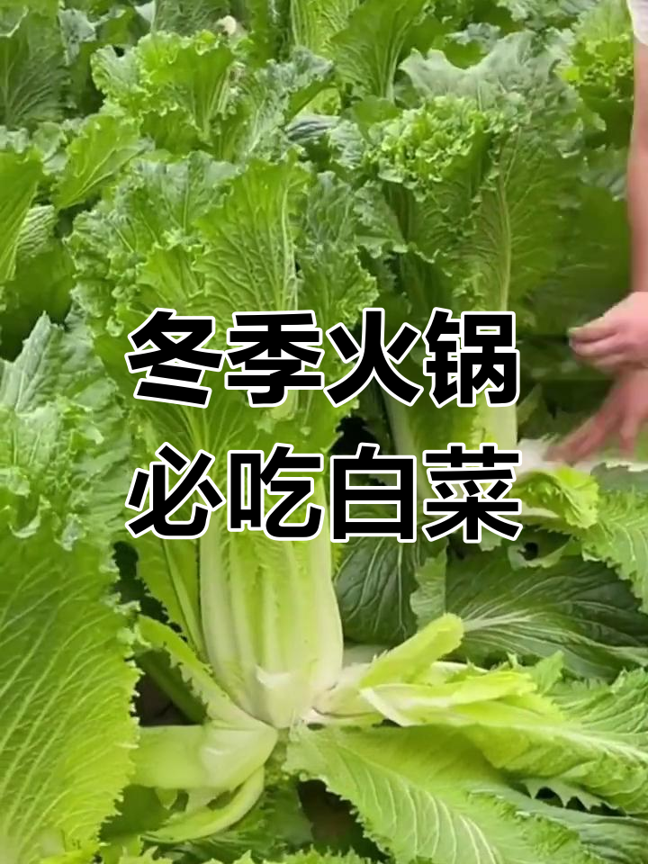 天津青麻叶白菜:火锅必备,耐存储强,盐碱地也能种