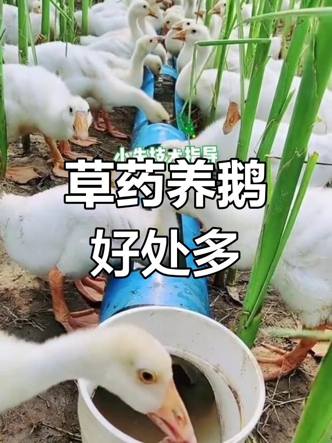 养鹅必备草药,消炎止利、清热长膘全靠这些