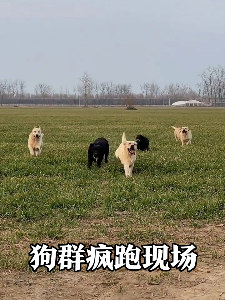 六狗军团草原蹦迪!黑黄混搭跑成表情包,最后只剩显眼包落单