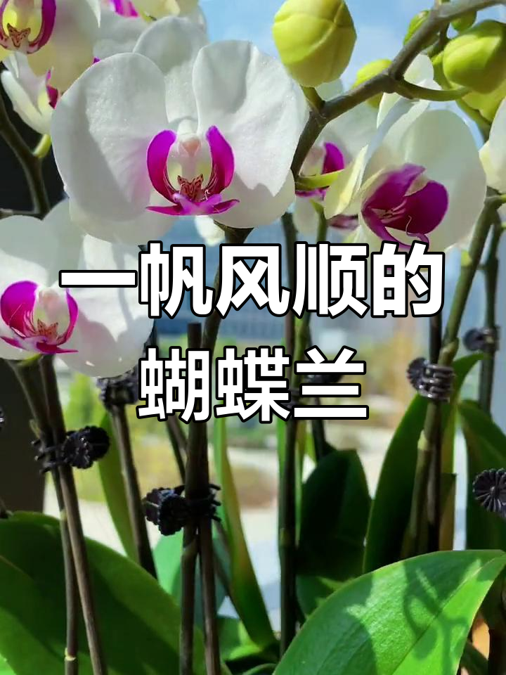 雪玉蝴蝶兰:寓意一帆风顺,花色纯净如初