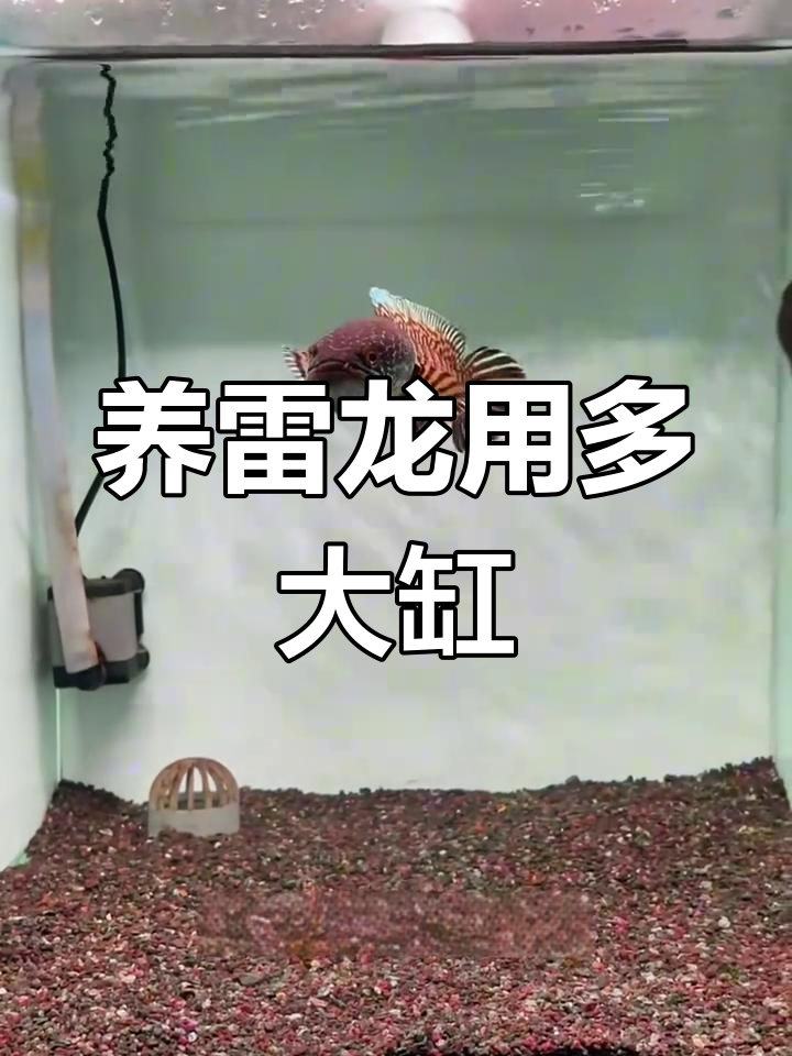 雷龙鱼缸尺寸误区:大缸养小鱼更健康