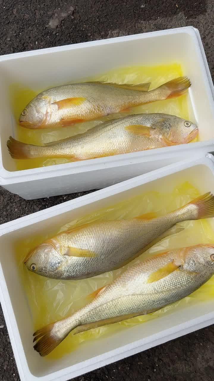 野生大黄鱼有多好吃 野生海捕 最新鲜的鱼 海鲜原产地 大海的馈赠