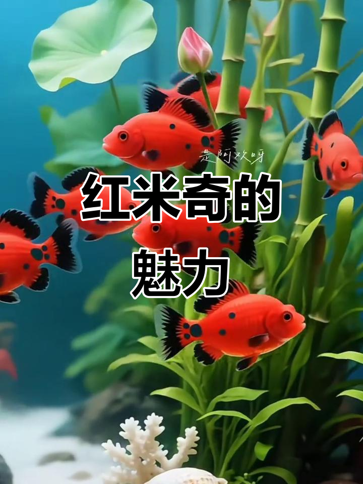 红米奇鱼，生存力爆表，颜值高又好养，轻松打造水族乐园