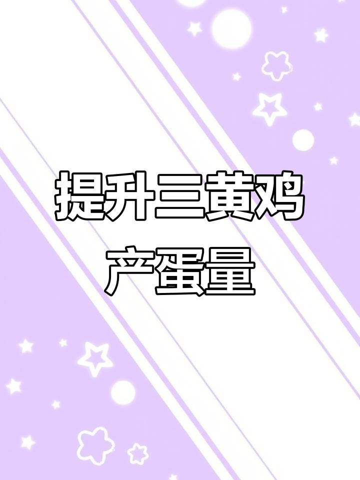 三黄鸡母鸡产蛋揭秘,如何提高产量