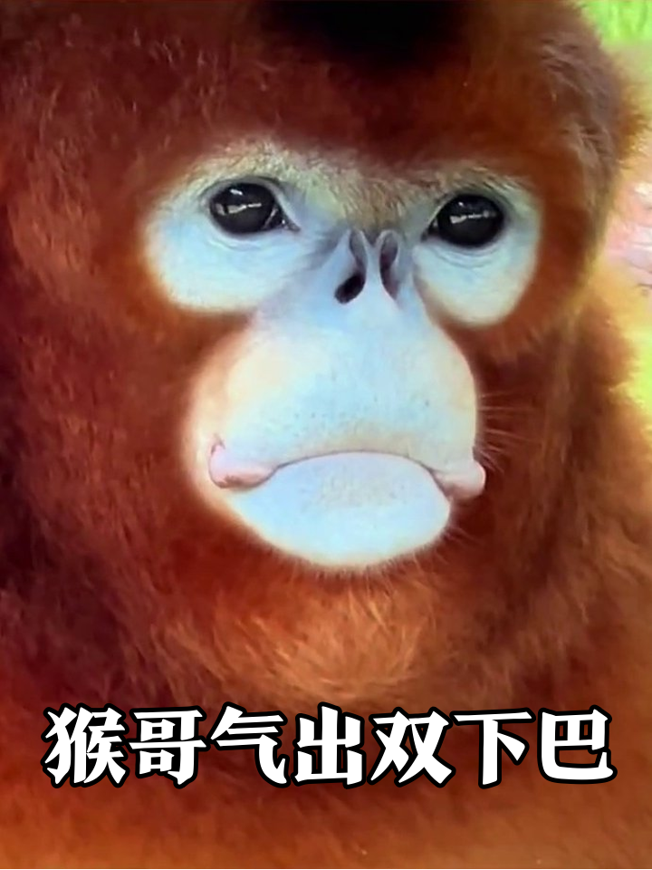 金丝猴气到叉腰:肚子比脸抢镜!心形屁股成行走表情包