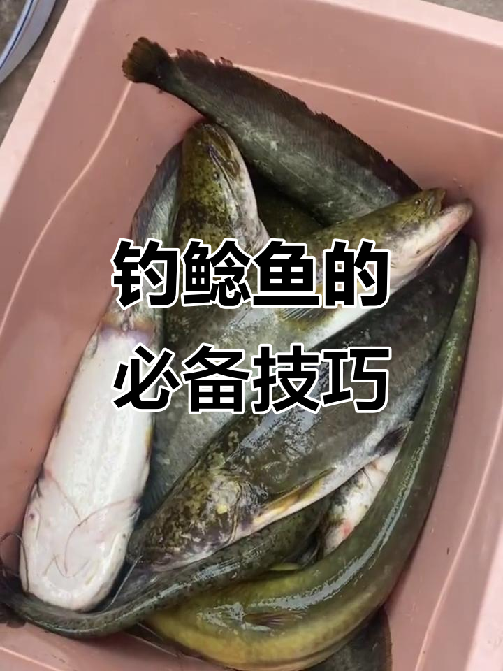 钓鲶鱼技巧大揭秘:猪肝蚯蚓诱饵全攻略
