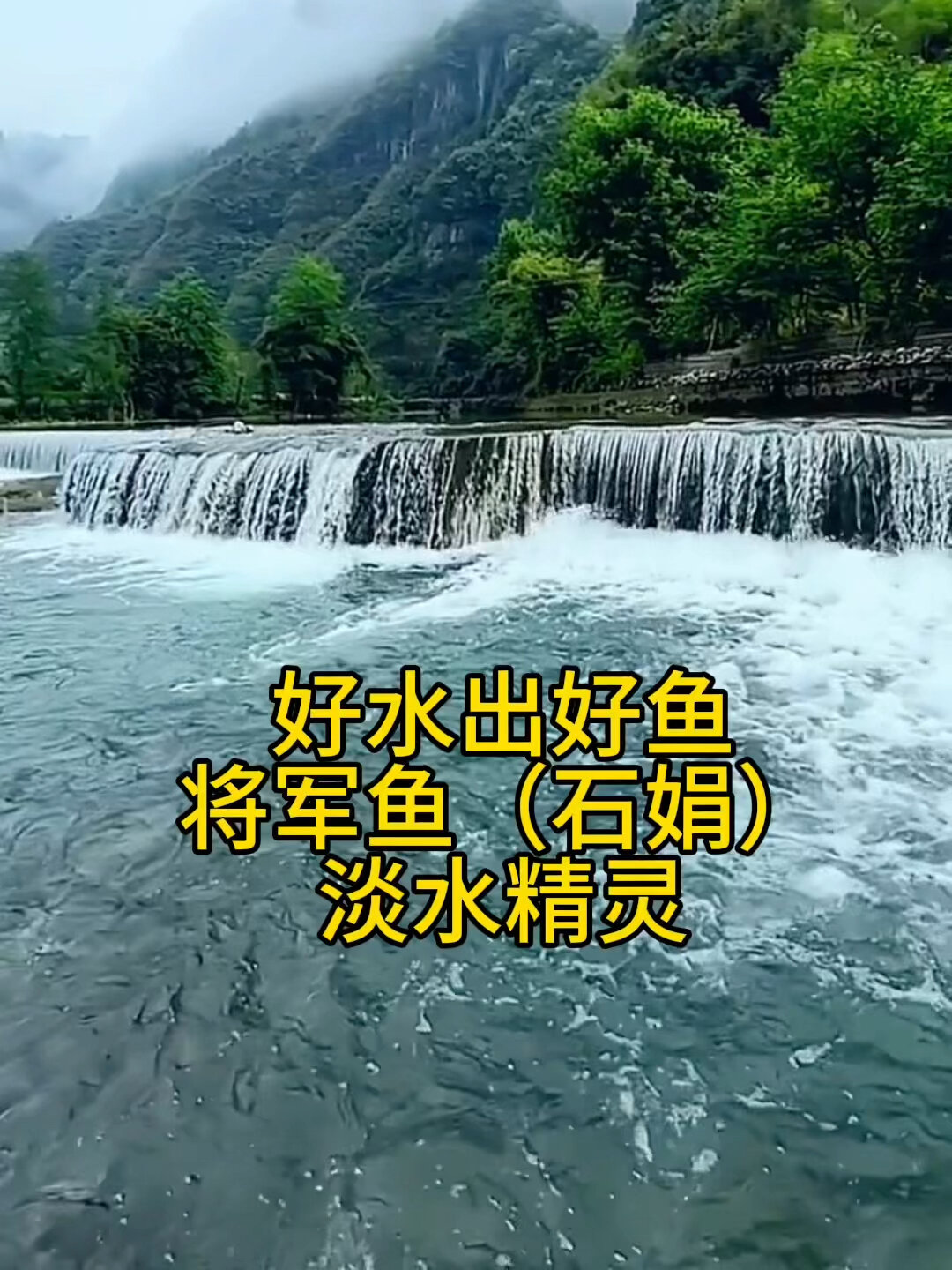 好水出好鱼将军鱼