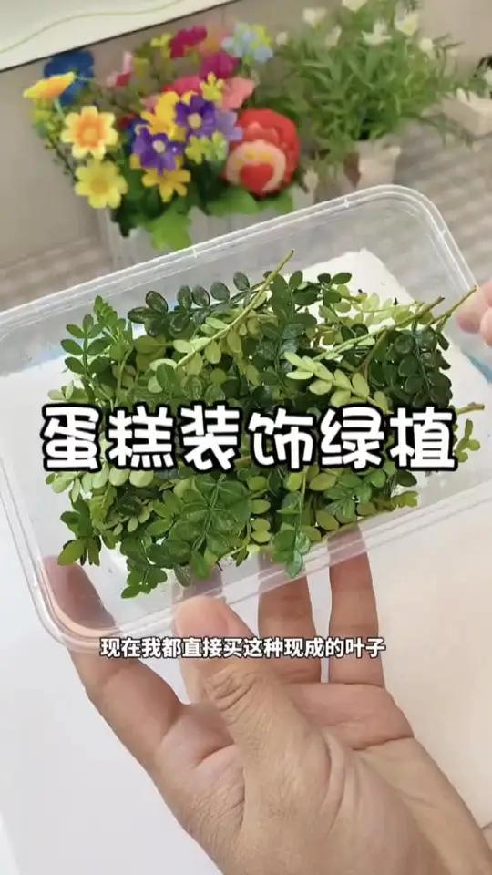 蛋糕装饰清香胡椒木新鲜叶子西餐烘焙植物装饰摆盘点缀甜品胡椒木