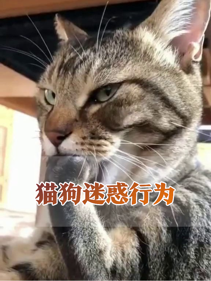 猫咪狗狗的迷惑行为大赏,每帧都是表情包