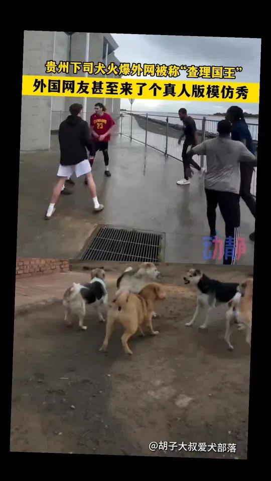 “长毛狗王”霸气