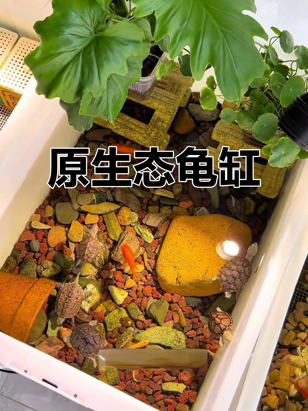 火山石缸，懒人必备！乌龟小鱼共养，省心又自然