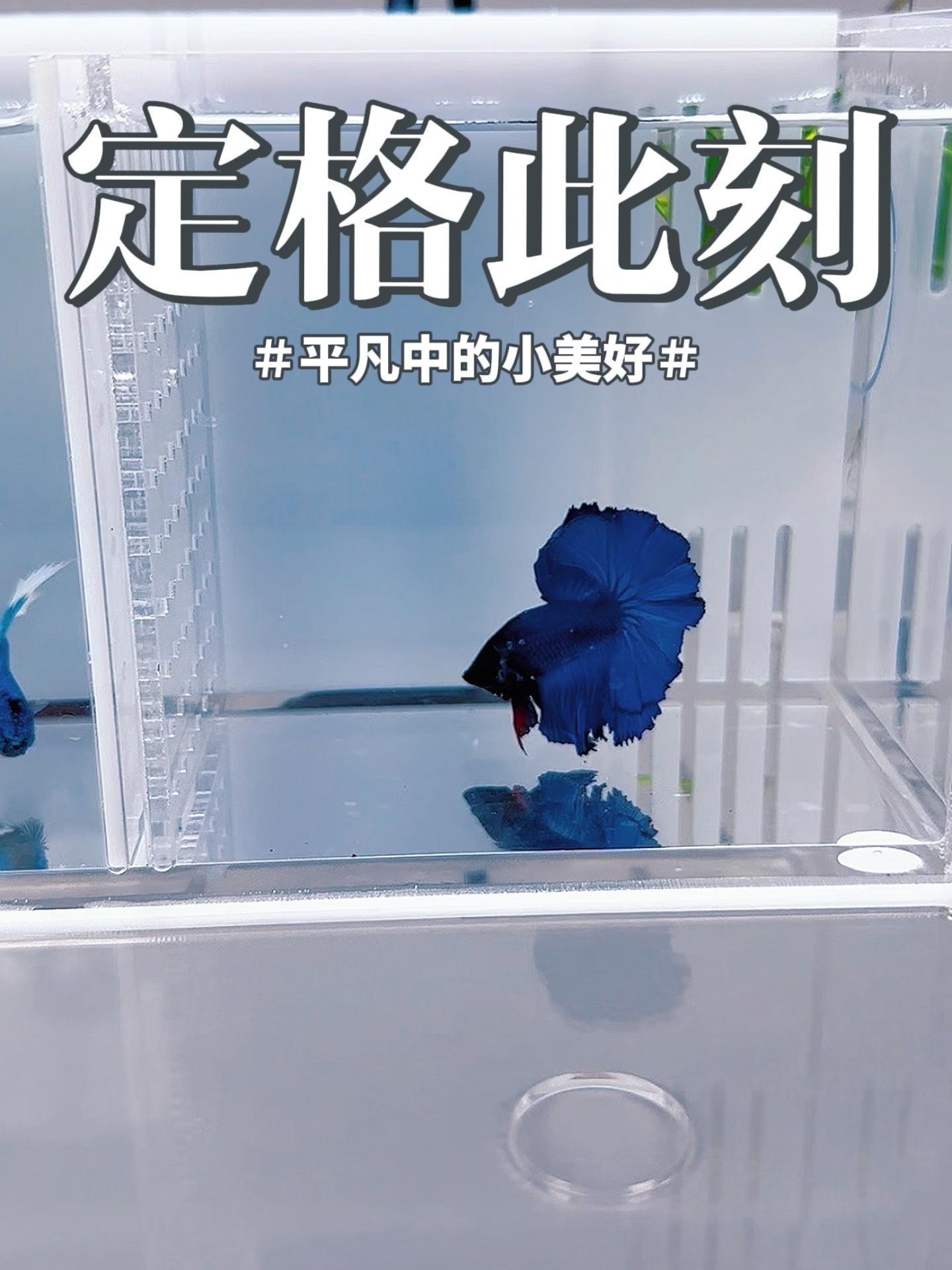 好好爱你家的斗鱼 养鱼日记 泰国斗鱼 斗鱼繁殖 斗鱼缸