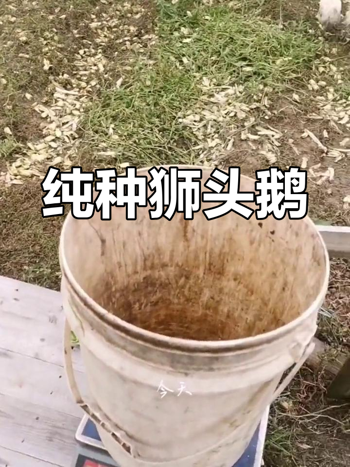 42天狮头鹅苗,最大3斤多