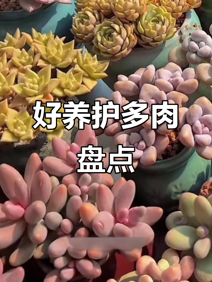 可爱又好养的多肉植物推荐,轻松打造梦幻家居
