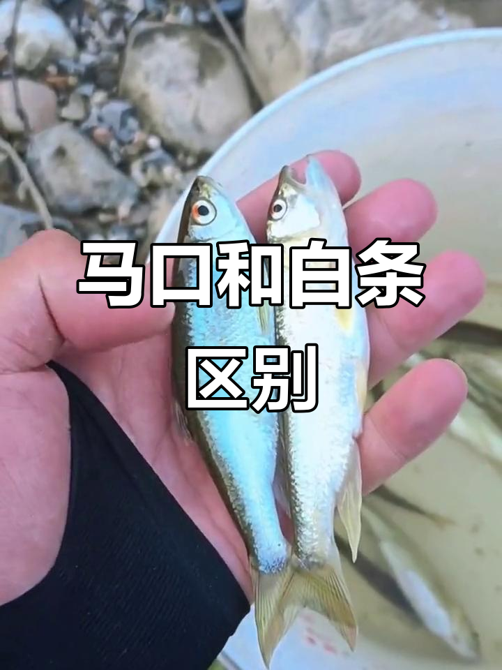 马口与白条的区别：嘴部特征大揭秘