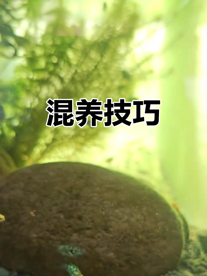 孔雀鱼与迷你鹦鹉能否共养？有技巧可循