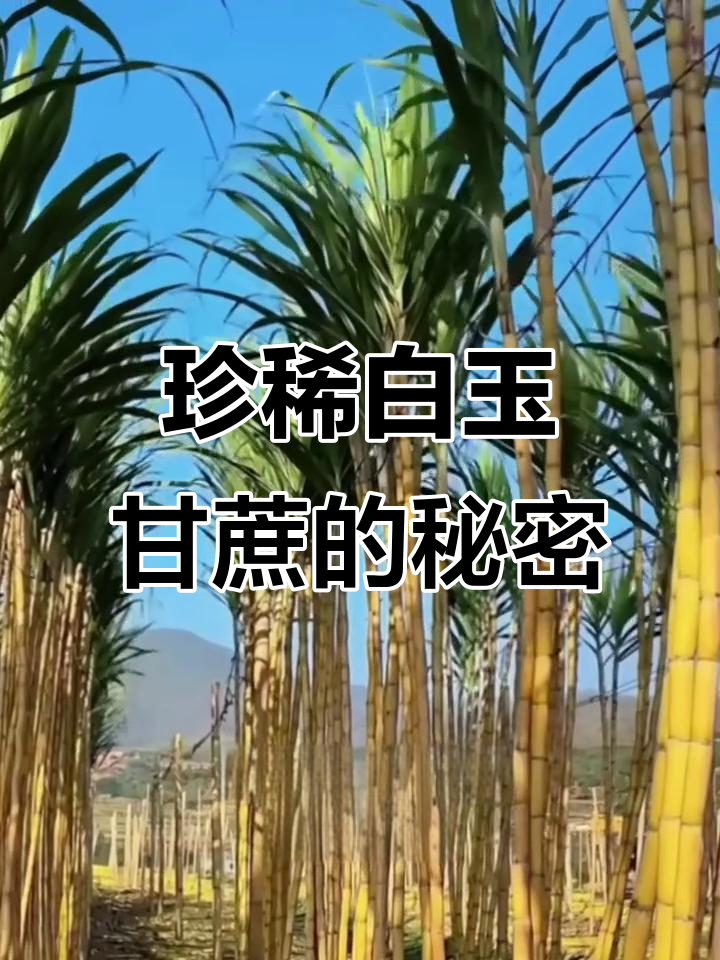 白玉蔗为何比黄金还珍贵?揭秘独特种植工艺