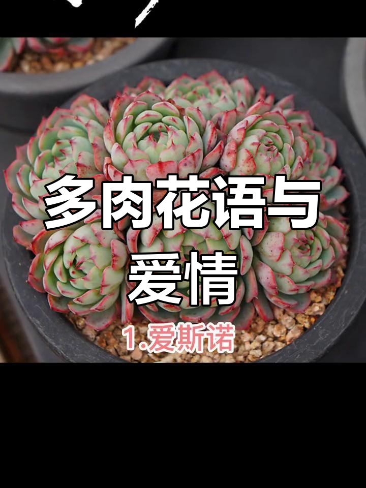 七夕多肉花语大揭秘,爱情的花朵藏在每一片叶子里