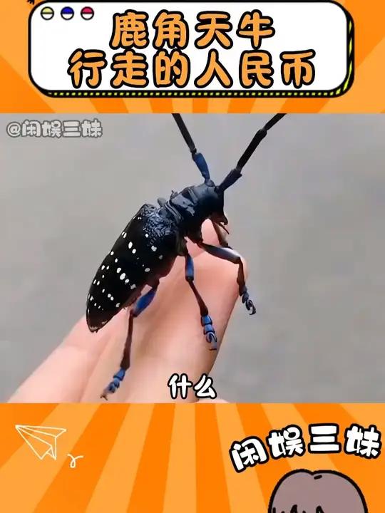 天牛行走的人民币