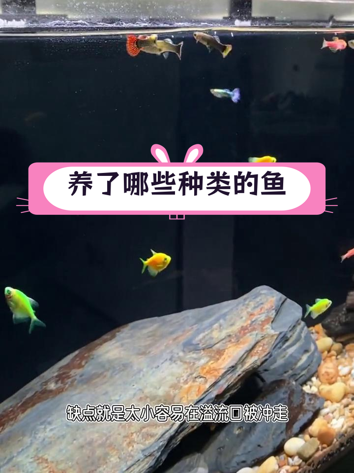 两个月养鱼总结,各种鱼类介绍