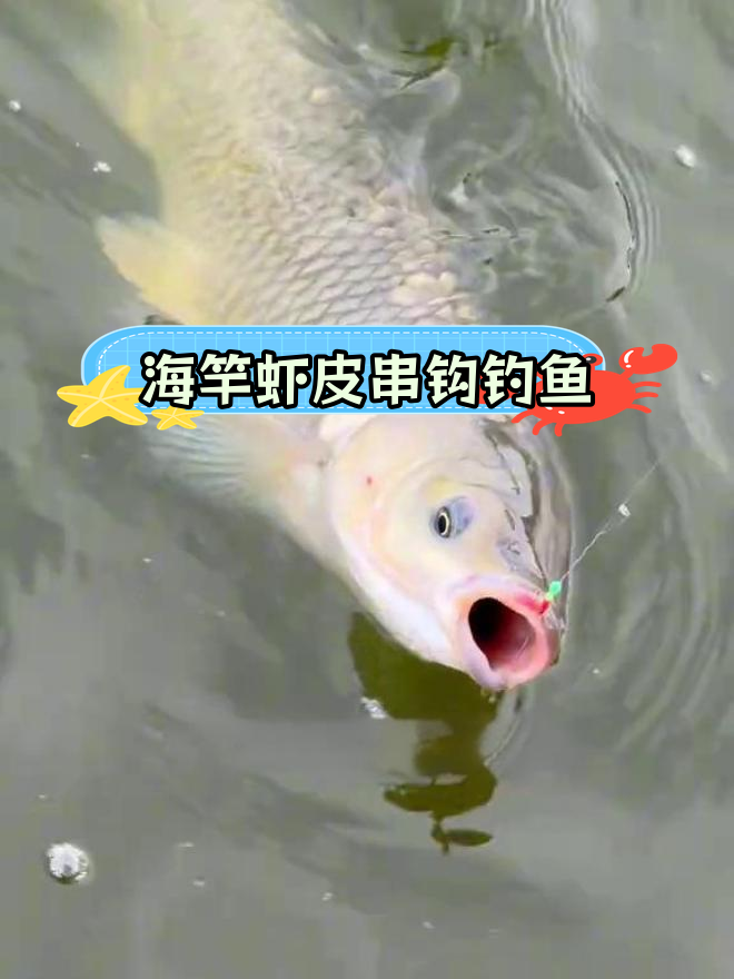 虾皮串钩钓草鱼,意外收获大翘嘴