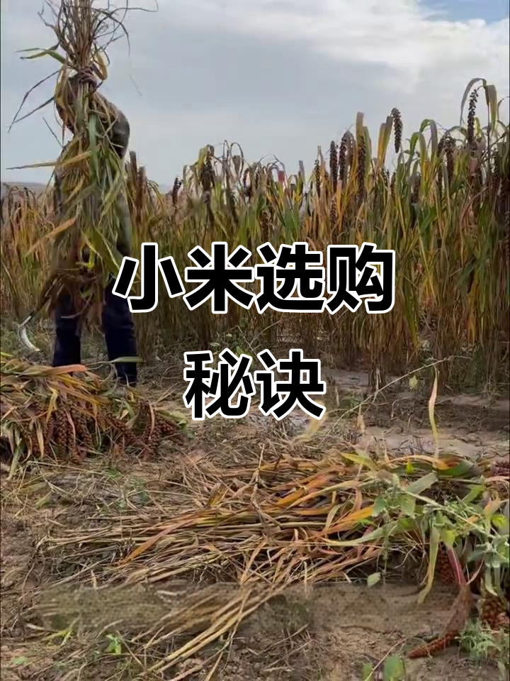 小米口感关键,选对品种最重要!