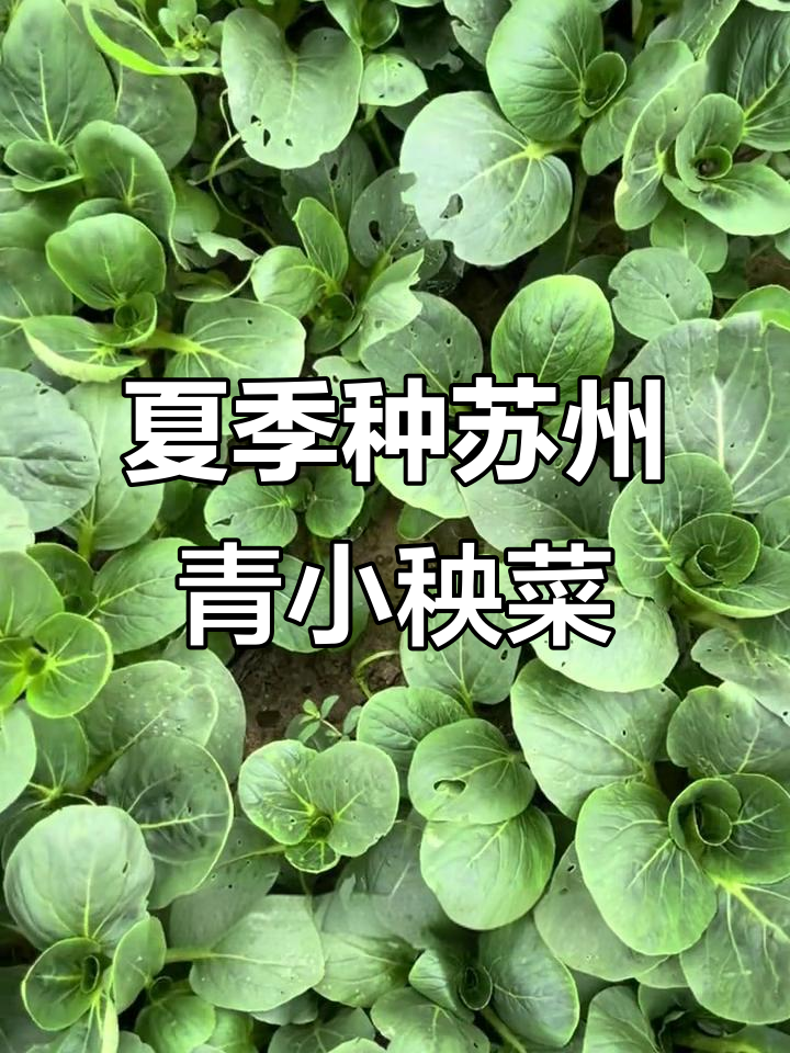 夏季种植苏州青小秧菜,清甜脆嫩口感好