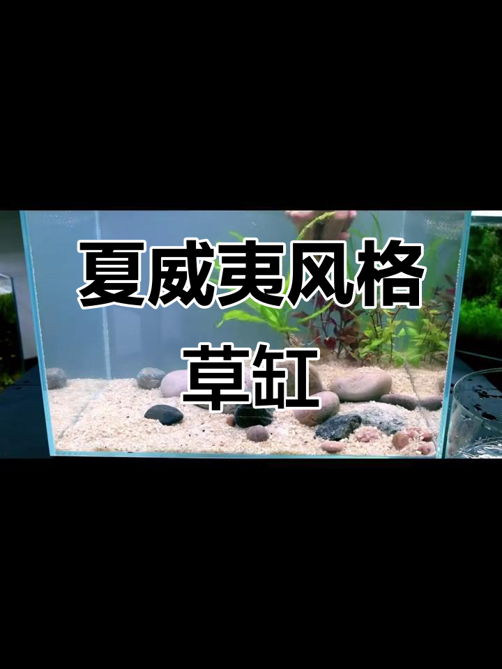 鱼缸里的热带风情，草缸造景大揭秘