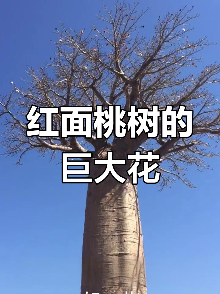 达瓦的巨型红面包树,花朵像毛球又似木棉花