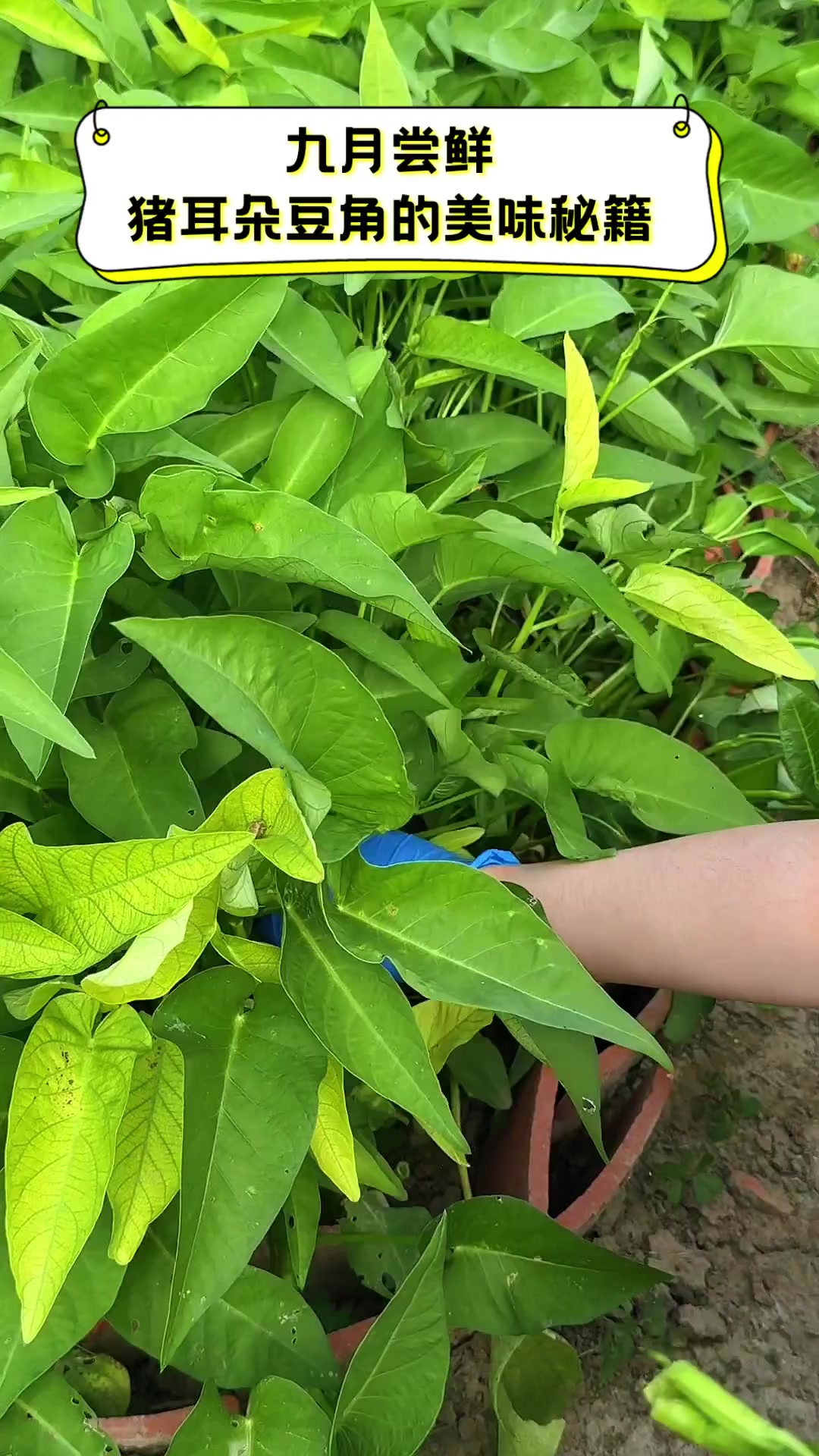 九月尝鲜,猪耳朵豆角的美味秘籍