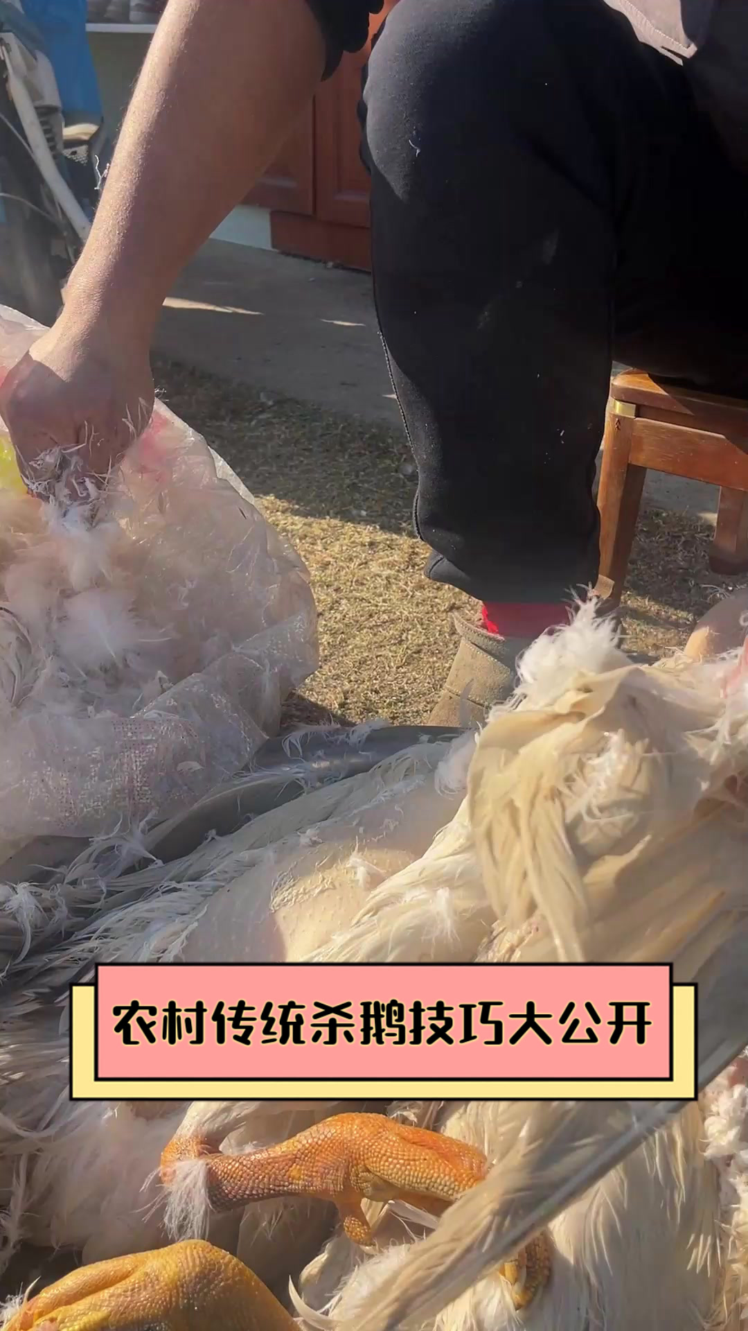 农村传统杀鹅技巧大公开