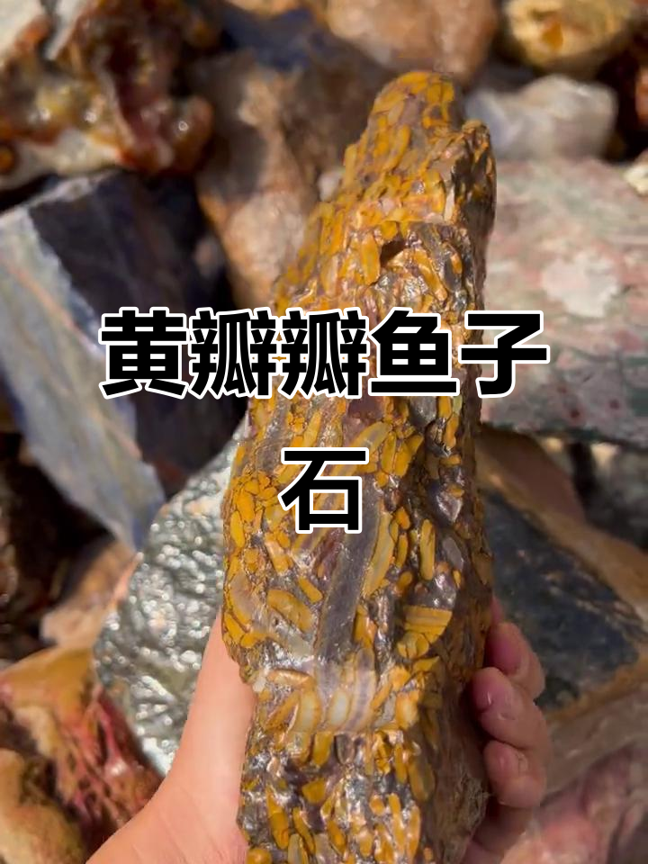 鱼籽石的自然之美,黄瓣瓣的天然魅力