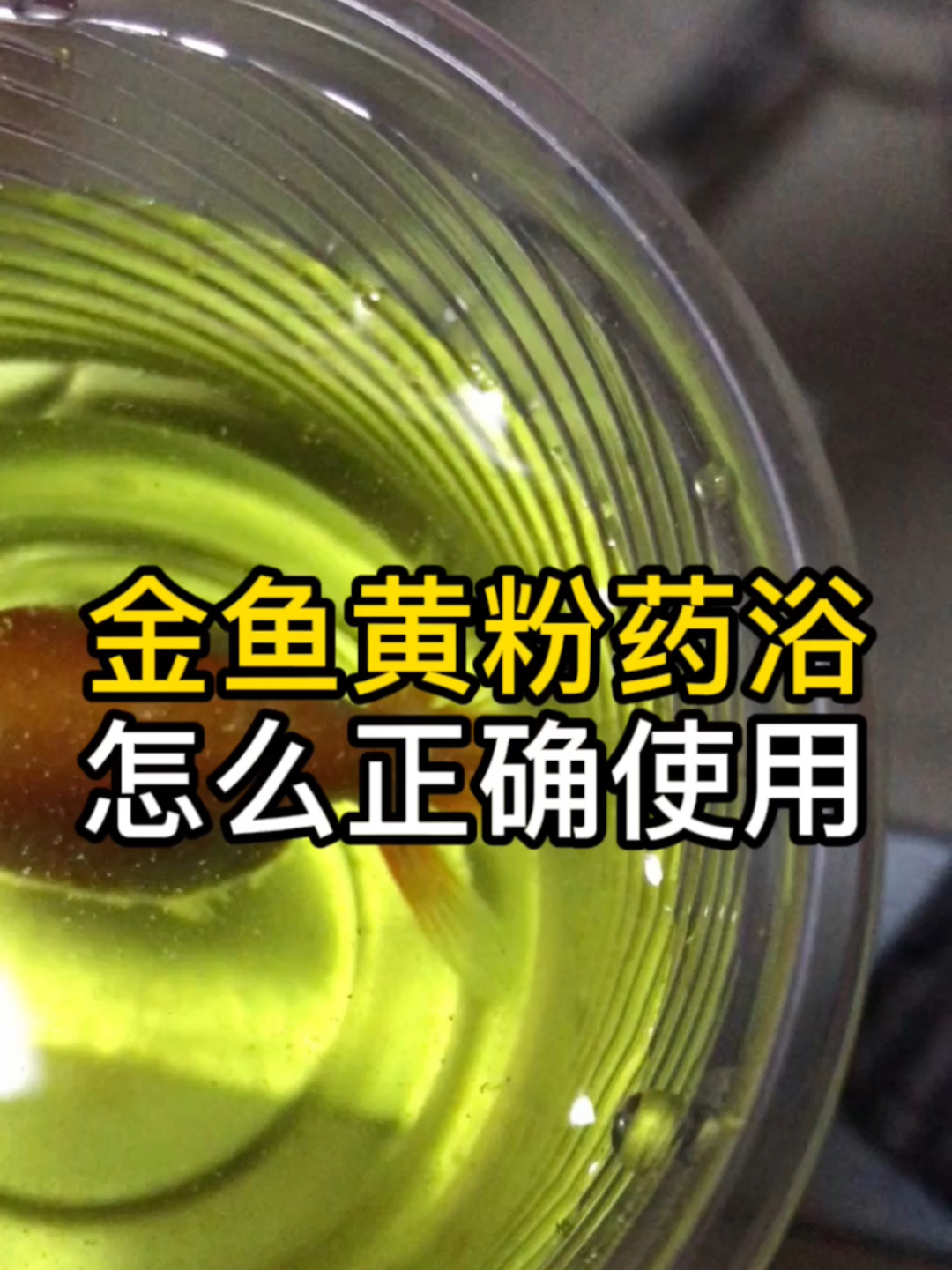 金鱼黄粉药浴,上野黄粉的正确使用方法