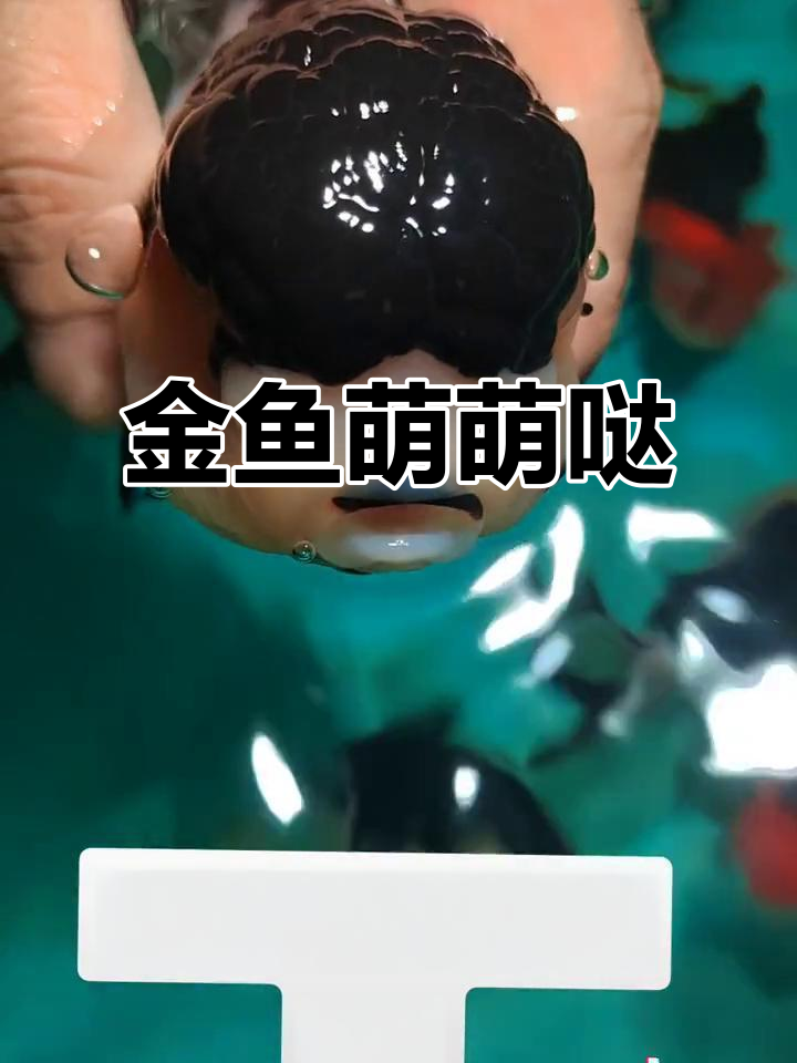 这只金鱼整天吐泡泡,萌得不行!