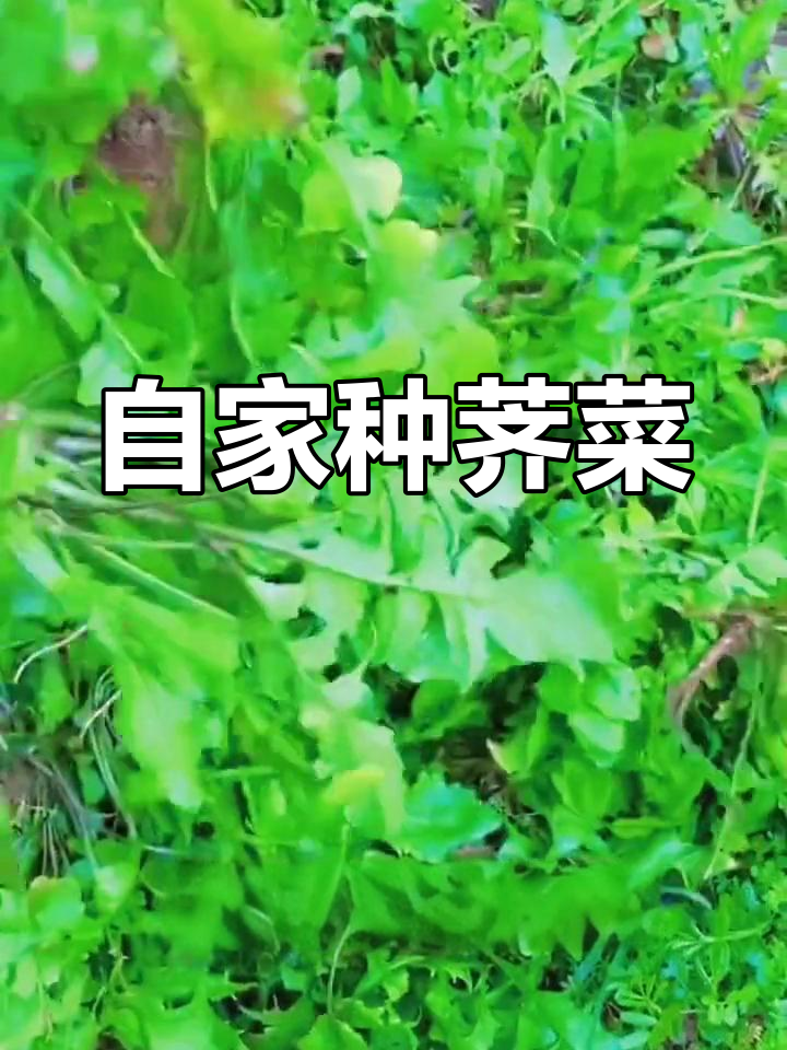 荠菜阳台种植,零下十度冻不死,味道鲜美无比