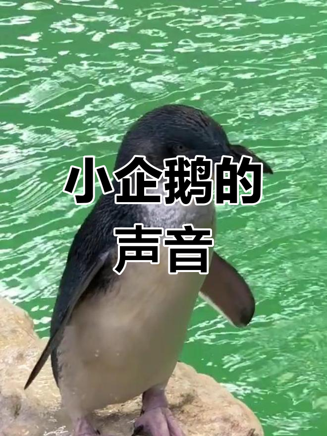 世界最小企鹅的独特叫声