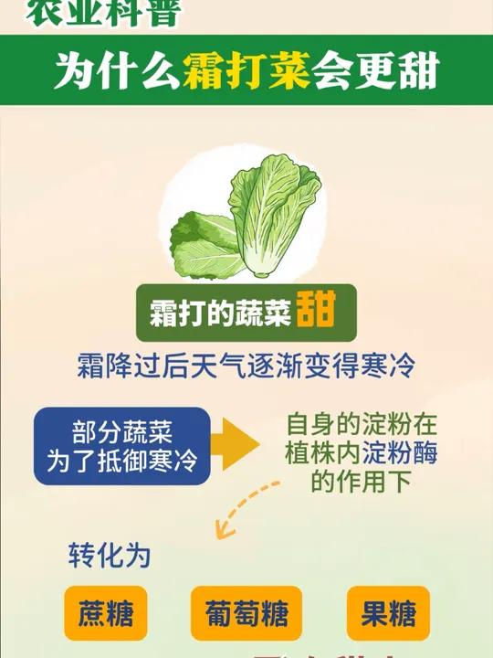 农业科普:为什么霜打菜会更甜 霜打菜 蔬菜 科普一下