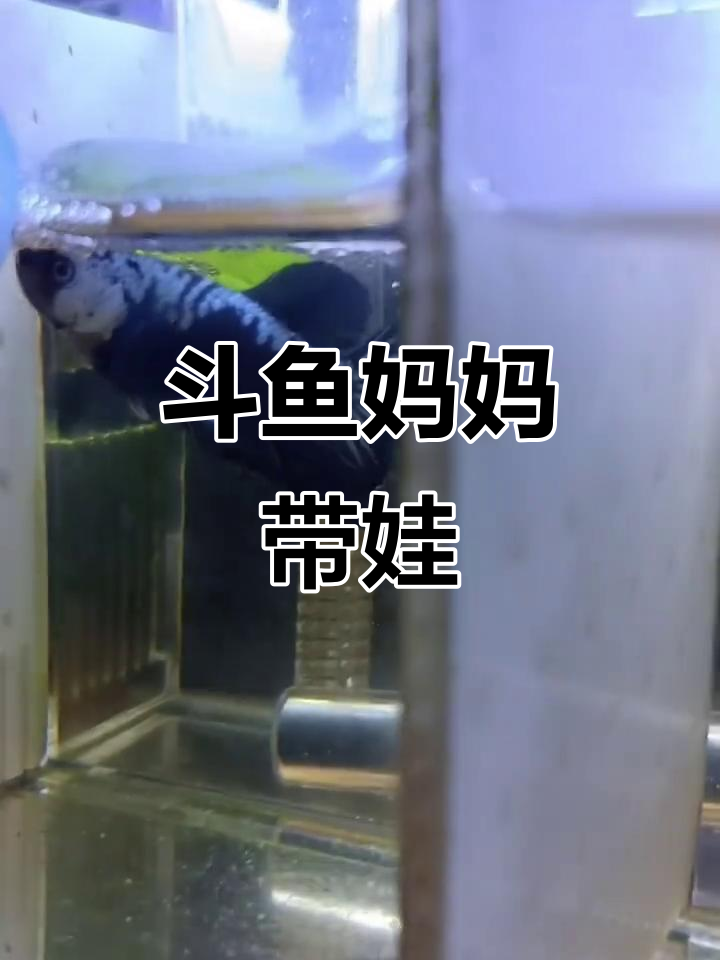 母鱼带娃,公父也帮忙照顾小鱼苗