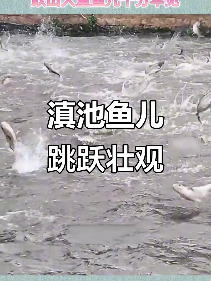 滇池罕见大鱼跃出水面，扫卫生大爷惊呆了