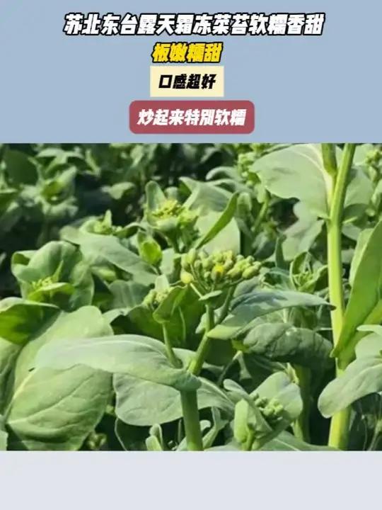 随便炒一炒就很好吃的青菜,不爱青菜的小朋友都觉得特别好吃