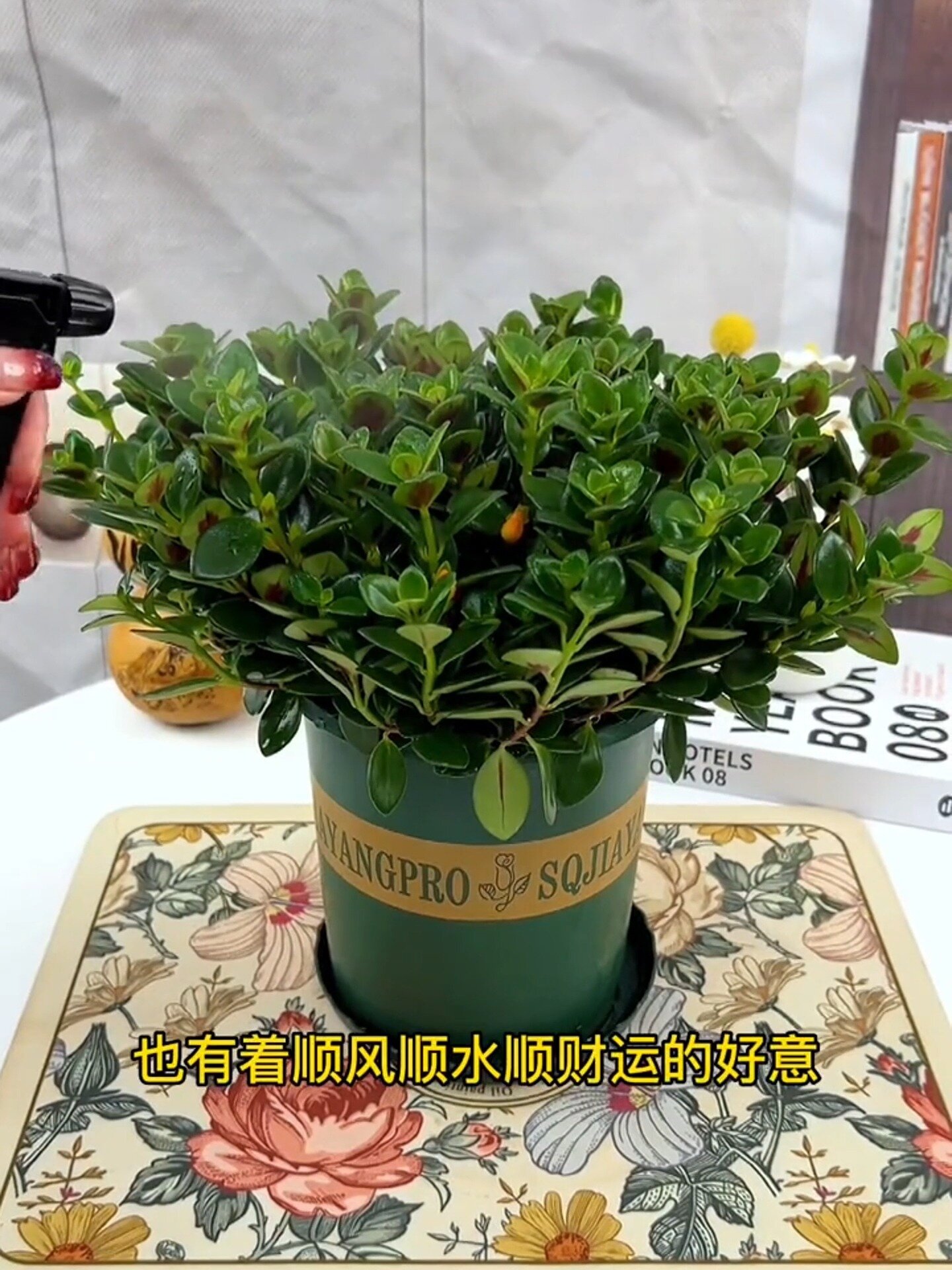种在家里的“好运”:金鱼吊兰的寓意
