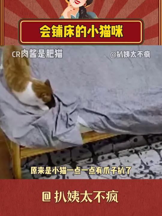好想拥有一只懂事的小猫呀 猫咪的迷惑行为 猫咪 可爱 萌宠出道计划